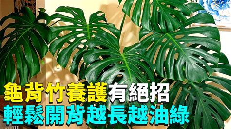 龜背葉|【龜背竹怎麼養？給新手的基礎照護指南】